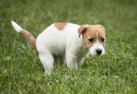 Un chiot constipé tente de faire caca dans l'herbe