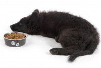 Un chien noir refuse de manger sa gamelle