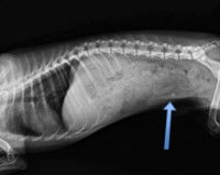 Radiographie d'un chien avec une occlusion intestinale