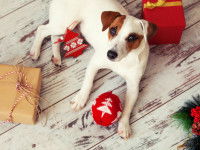 Un chien Jack Russel couché au milieu de jouets