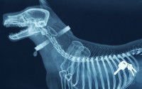 Radiographie d'un chien avec des clés coincées dans l'intestin