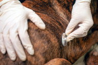 Un vétérinaire écoute le coeur d'un chien