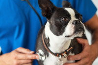 Un vétérinaire auscule un Bouledogue Français avec un stéthoscope