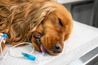 Un chien malade chez le vétérinaire