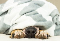 Un chien malade allongé sous une couverture