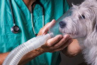 Un vétérinaire place un petit chien sous respirateur