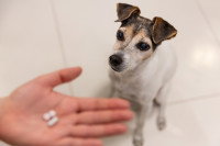 Un homme donne des médicaments à un petit Jack Russell
