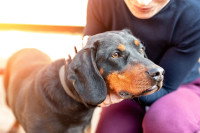 Une femme s'occupe de son chien