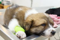Un chiot se réveille après une opération