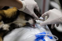 Un vétérinaire place un chien sous anesthésie générale