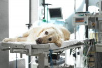 Un chien allongé sur une table d'opération