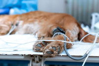 Un chien anesthésié sur la table d'un vétérinaire