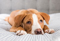 Un petit chien avec un air stressé est couché sur un lit