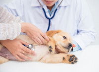 Une femme vétérinaire ausculte un chiot Labrador
