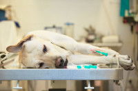 Un Labrador sous anesthésie couché sur une table d'opération