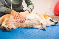 Un homme examine la cicatruce de son Corgi Pembroke