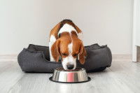 Un Beagle mange en étant assis dans son panier