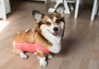 Un Corgi Pembroke avec un body post-opératoire