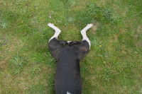 Un chien avec la queue coupée allongé dans l'herbe