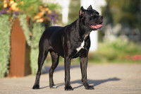 Un Cane Corso avec des oreilles coupées debout dans un jardin
