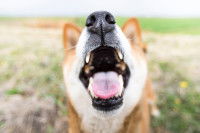 Un Shiba Inu en train d'aboyer dans un champ