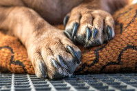 Des pattes avant de chien avec des griffes
