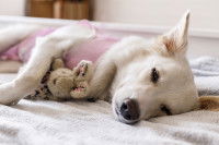 Une chienne se repose sur son lit après une opération de stérilisation