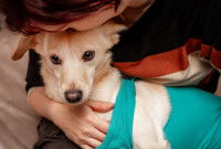 Une femme fait un câlin à son chien qui vient d'être opéré
