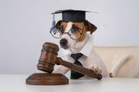 Image amusante d'un chien habillé en juge