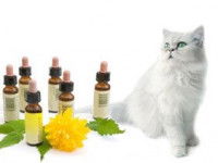 Un chat blanc assis à côté de produits homéopathiques 