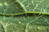 Gros plan sur les poils urticants d'une feuille d'ortie
