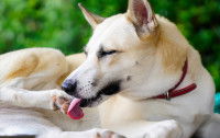 Un chien blanc se lèche la patte arrière