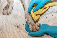 Un homme frotte et nettoie la patte d'un chien avec une serviette