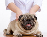 Les avantages et les limites de l'ostéopathie pour chien