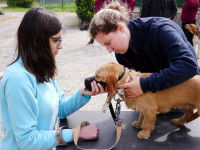 L'ostéopathie canine