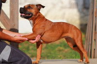 L'ostéopathie canine