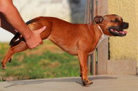L'ostéopathie canine