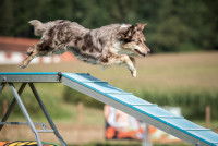 L'ostéopathie canine