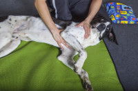 L'ostéopathie préventive pour les chiens