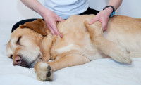 L'ostéopathie canine