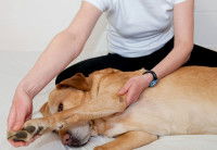L'ostéopathie canine