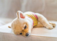 La parvovirose gastrique