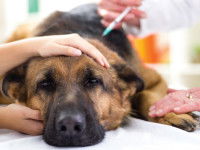 Le vaccin de la parvovirose chez le chien