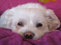 Les chiens prédisposés à la parvovirose