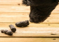 Comment un chien attrape-t-il la parvovirose ?