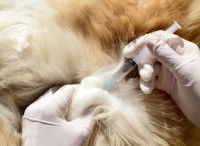 Le traitement de la parvovirose chez le chien