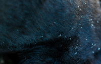 Un chien noir avec des pellicules dans le pelage