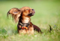 Un petit chien Papillon profite du soleil dans le jardin