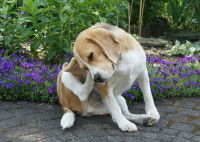Un chien Beagle se gratte dans un jardin