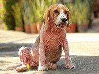 Un chien Beagle souffrant de démodécie